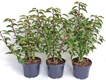 Prunus lusitanica "Angustifolia" - (Portugiesische Lorbeerkirsche),               Topf 3 Liter                 40-60 cm